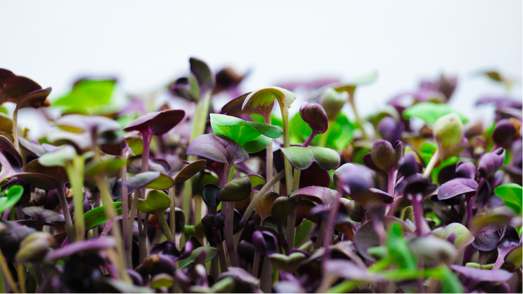 Radish microgreens