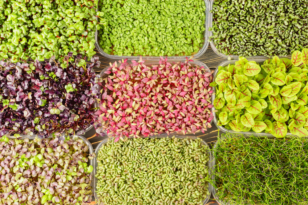 A variety of microgreens superfood