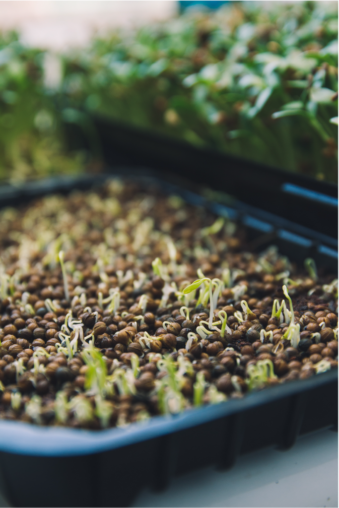 Microgreens just starting to sprout