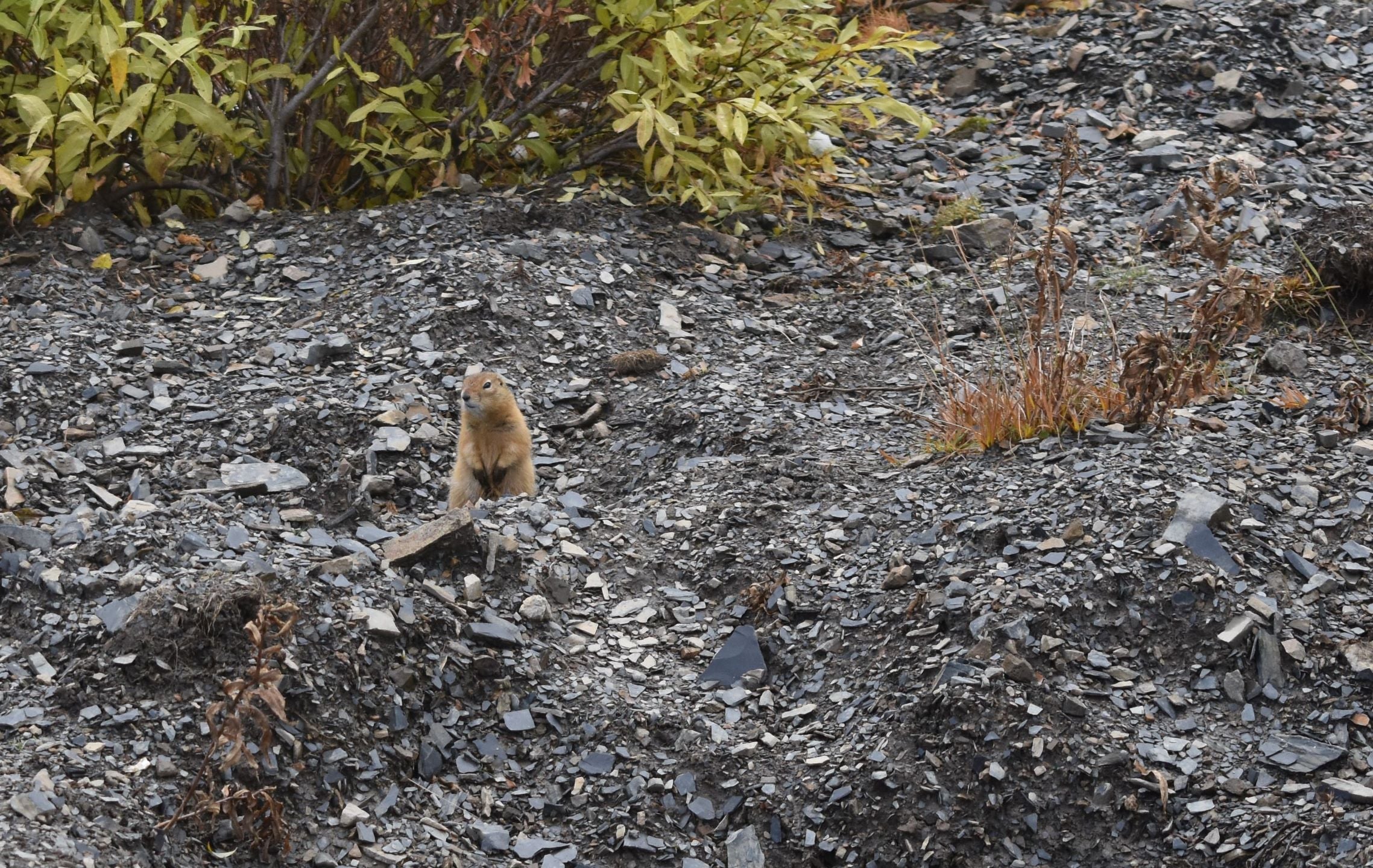 wildlife of grizzly lake trail tombstone territorial park