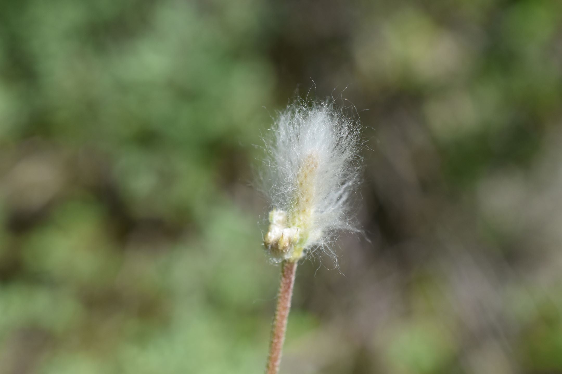 cylindrical thimbleweed wooly style in the wind boreal blue anemone cylindrica