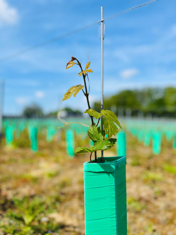 vine growth in spring