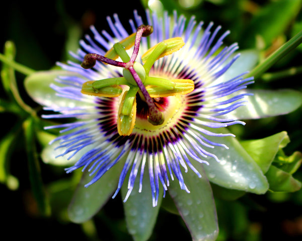 Passionflower flowering during a hot summer season.