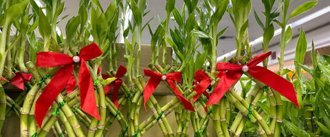 Interesting Facts About the Lucky Bamboo Plant - Number Power