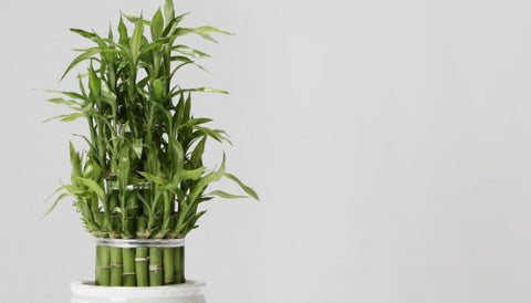 How to Care for a Lucky Bamboo Plant