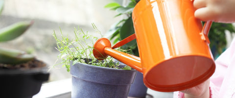 How to Avoid Overwatering Your Small Plants