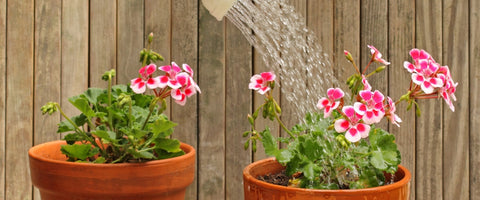 How to Avoid Overwatering Your Small Plants