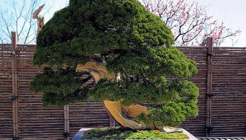Most Expensive House Plants in the World - Bonsai Tree