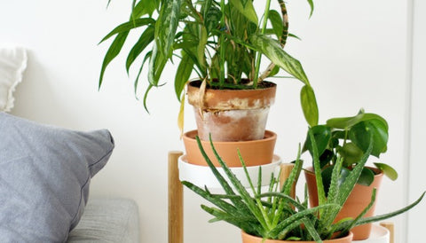 How to Care for Houseplants for Beginners