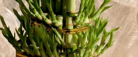 Interesting Facts About the Lucky Bamboo Plant - Visual appeal and low maintenance