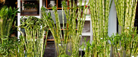 Interesting Facts About the Lucky Bamboo Plant - Cultural Roots