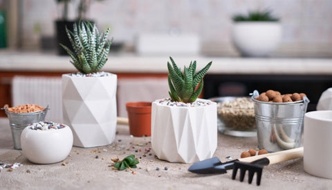 Ceramic Vs. Terracotta Pots: Which Is Better?