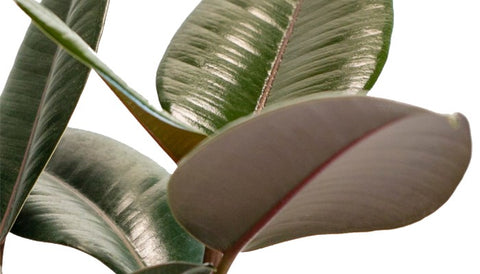 How to Care Rubber Plant Burgundy - How to Propagate