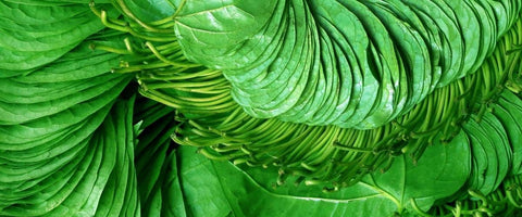 Ultimate Guide on Betel Leaf Plant - Care