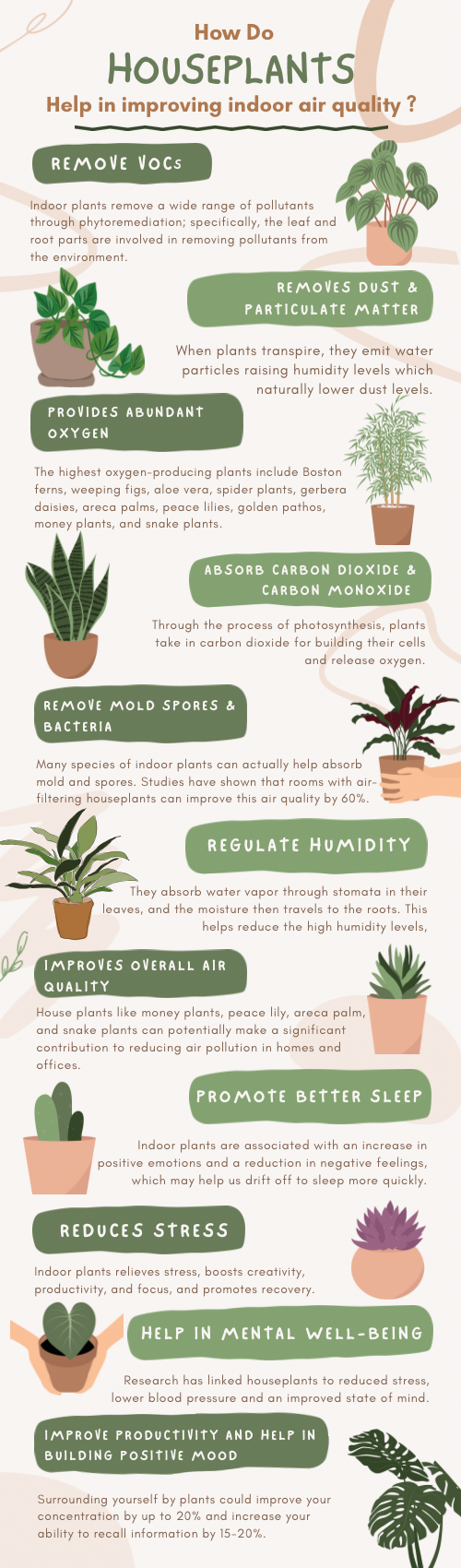 Best Plants for Oxygen