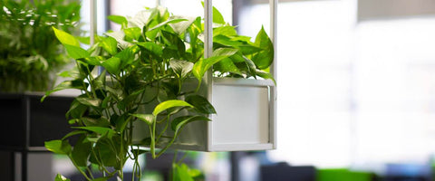 How to Care for Your Office Plants?