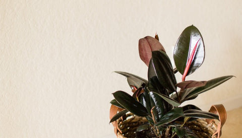 How to Care Rubber Plant Burgundy