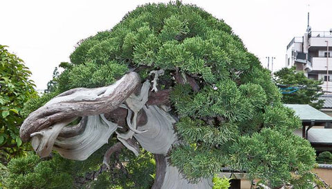 Most Expensive House Plants in the World - Bonsai Tree