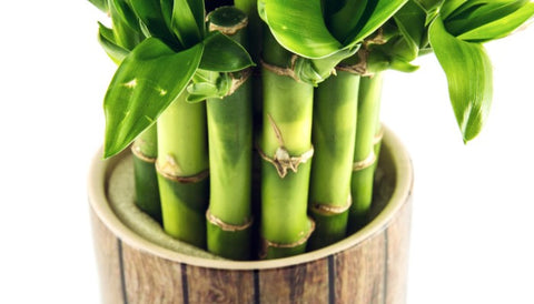 How To Grow Lucky Bamboo Plants in Water