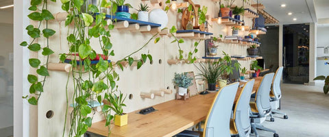 How to Care for Your Office Plants? - Plants Selection