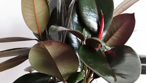 How to Care Rubber Plant Burgundy - Sunlight Need