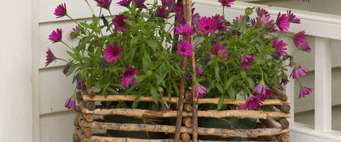 Amazing Benefits Of Basket Planters For Your Plant