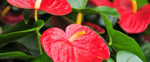 Best Plants That You Can Gift On An Employee Anniversary - Anthuriums