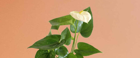 Best Indoor Plants for Better Sleep - Anthurium