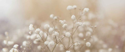 How to Choose the Perfect Flowers for Almost Any Occasion? - Babys Breath