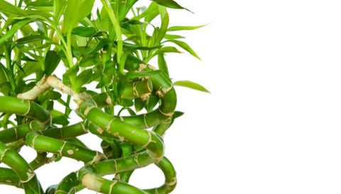 Benefits of Bamboo Plant