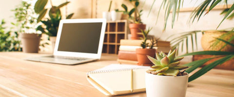 How to Care for Your Office Plants? - Care and Maintenance