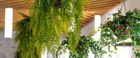 Benefits of Biophilic Design in Workplace