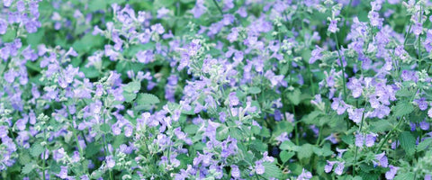 30 Long-Lasting Flowers for Your Garden - Catmint