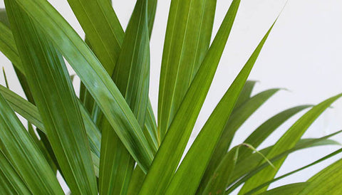 Best Indoor Plants for Modern Farmhouse Decor 2023 - Areca Palm