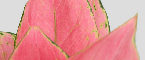 Plants for Clients - Agalaonema Pink Anjamani