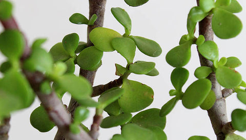 How to Choose the Best Indoor Plant for Your Home - Jade plant