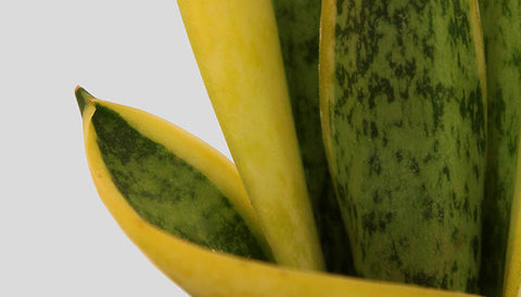 Corporate Gifting Plant: Snake Plant