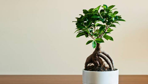 Budget-Friendly Plant Decor Ideas at Home