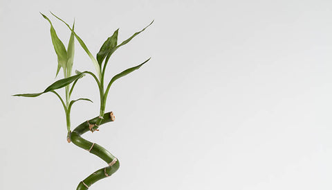 Best good luck plants for gift: lucky Bamboo