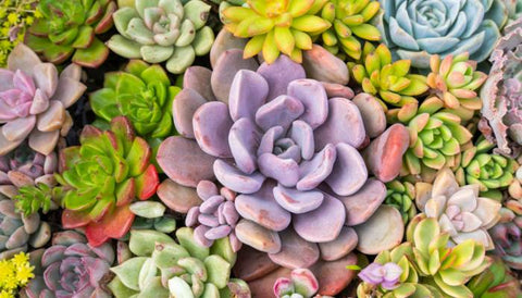 How to Choose the Best Indoor Plant for Your Home - Succulents and Cacti