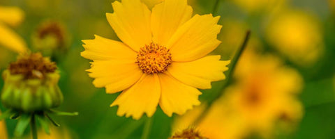 30 Long-Lasting Flowers for Your Garden - Coreopsis