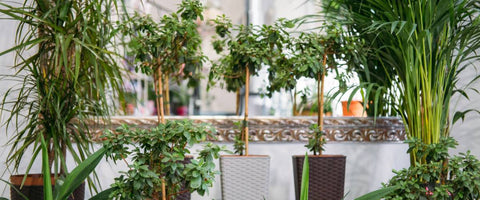 Benefits of Biophilic Design in Workplace