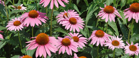 30 Long-Lasting Flowers for Your Garden - Echinacea