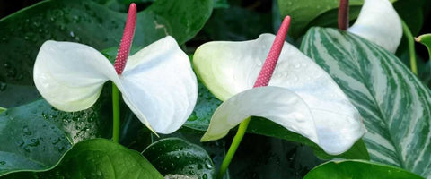 Anthurium White Care Guide