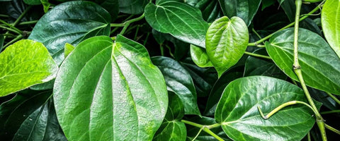 Ultimate Guide on Betel Leaf Plant - Grow