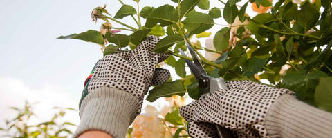 12 Essential Gardening Tools for Beginners in 2024 - Gardening Gloves