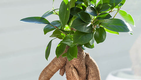 Best Indoor Plants for Modern Farmhouse Decor 2023 - Ficus Bonsai Ginseng