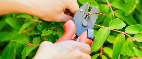 12 Essential Gardening Tools for Beginners in 2024 - Hand Pruners