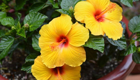 Beautiful Flowering Shrubs in India- Hibiscus