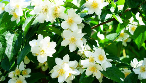 Beautiful Flowering Shrubs in India- Jasmin
